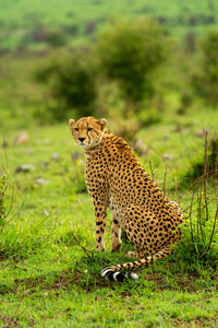 Cheetah sits in grass among leafy bushes