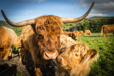 Close-up of cow on field against sky