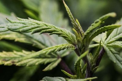 Close-up of fresh green plant