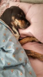 High angle view of dog on bed at home