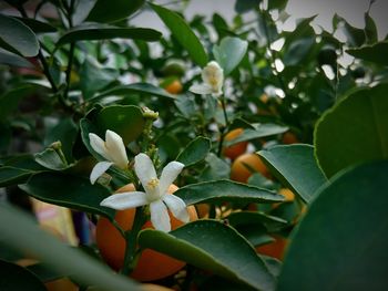 Close-up of flowers blooming outdoors