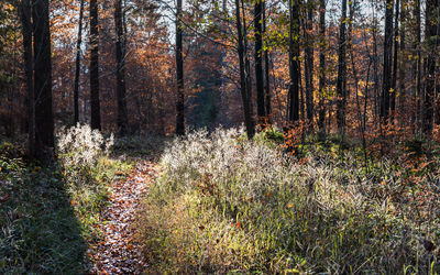 Trees growing in forest during autumn