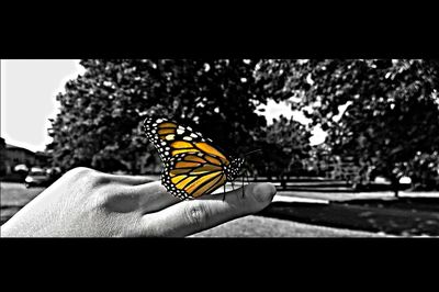 Close-up of butterfly on leaf