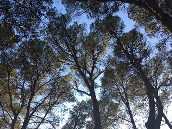 Low angle view of trees against sky