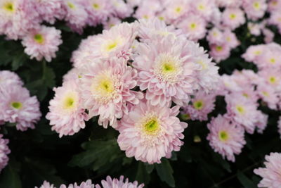 High angle view of pink flowering plants