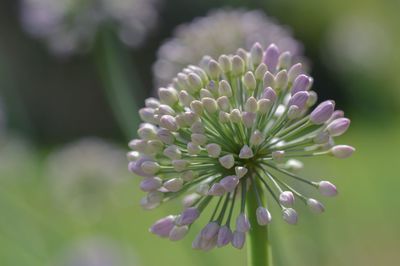 Close-up of purple flowering plant