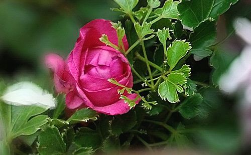 Close-up of pink peony plant