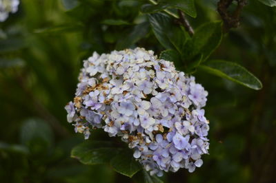 Close-up of purple hydrangea flowers