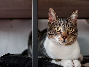 Close-up portrait of a cat