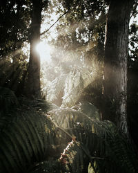 Sunlight streaming through trees in forest