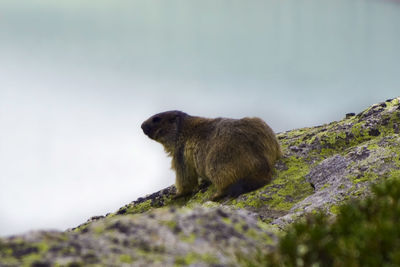 Marmot bergell 
