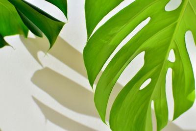 High angle view of green leaves on white paper