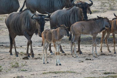 Herd of wildebeest with young animals