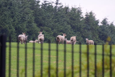 Horses grazing in a farm