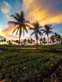 Palm trees on field against sky during sunset