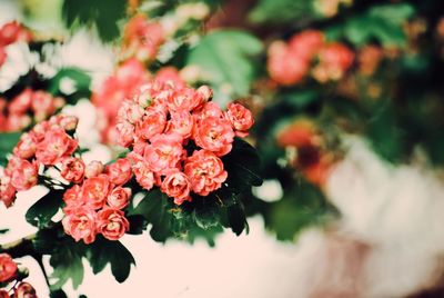 Close-up of pink flowering plant