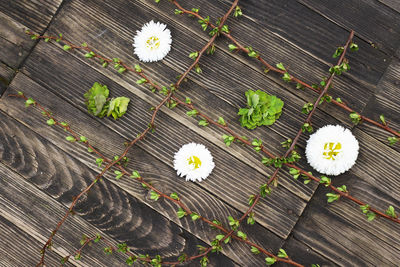 High angle view of flowering plants on table