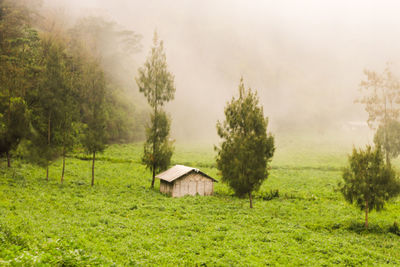 Scenic view of trees on field