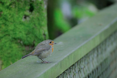 Close-up of bird perching on wood