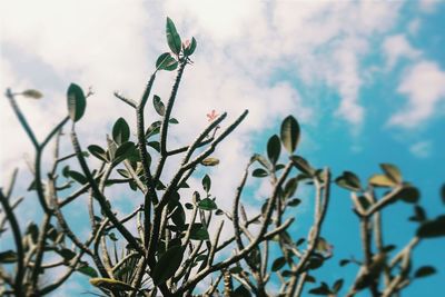 Low angle view of plants against cloudy sky