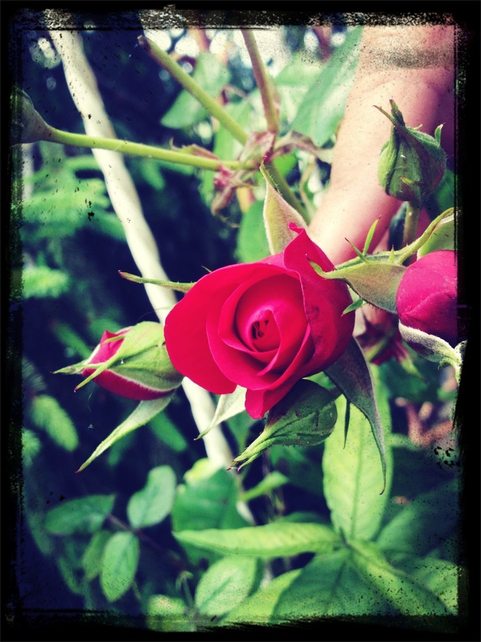 transfer print, flower, auto post production filter, petal, freshness, growth, fragility, leaf, flower head, plant, beauty in nature, close-up, pink color, nature, red, blooming, focus on foreground, day, single flower, outdoors