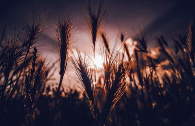 Close-up of stalks in field against sunset sky