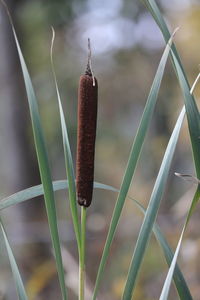 Close-up of plant growing on field