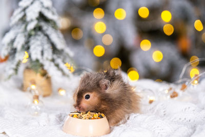 Close-up of squirrel