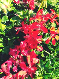 Close-up of red flowering plants