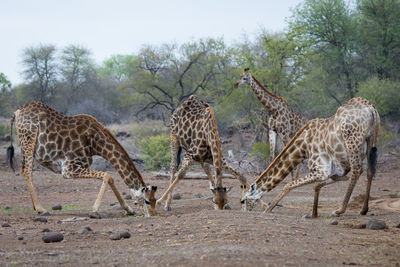 Giraffe in the wild, east africa