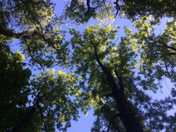 Low angle view of trees in forest against sky