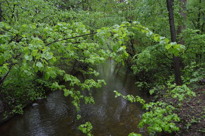 Scenic view of river amidst trees in forest