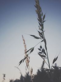 Close-up of fresh corn field against clear sky