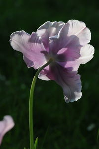 Close-up of pink flowers