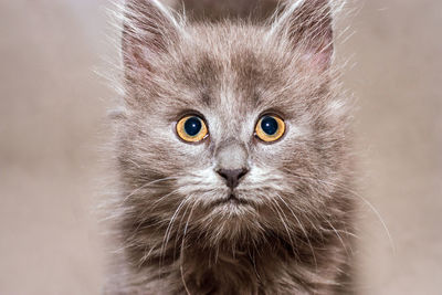 Close-up portrait of a cat