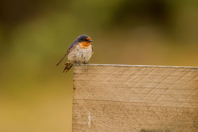 Close-up of bird perching on wall