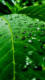 Close-up of raindrops on leaves