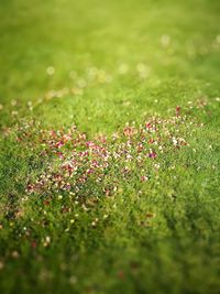 Full frame shot of pink flowers