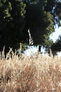 View of a bird on a land