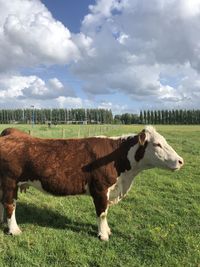 The male henford cow standing in a field looking to the field