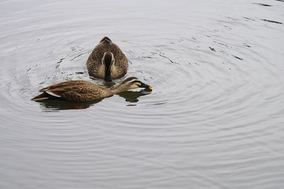 Close-up of duck swimming in lake