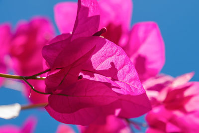 Pink bougainvillea flowers, close-up photo. santorini, cyclades, greece