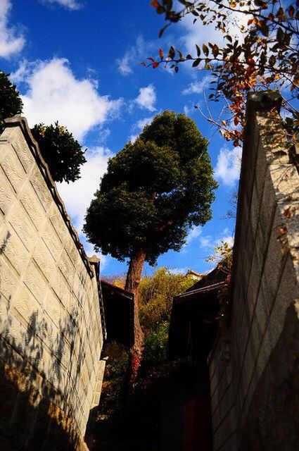 tree, architecture, built structure, building exterior, low angle view, sky, day, outdoors, no people, branch, nature