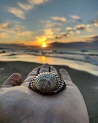 View of seashell on sea during sunset
