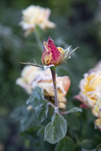 Close-up of red rose on leaf