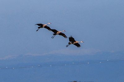 Low angle view of birds flying against sky