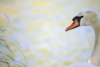 Close-up of swan in lake