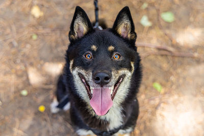 Close-up portrait of dog