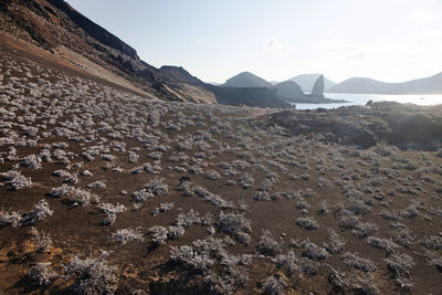 Plants on rocky coast