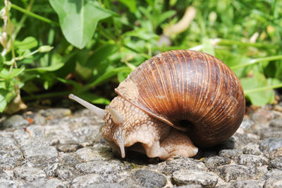 Close-up of snail